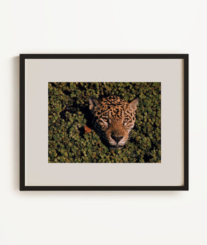 Jaguar poking its head through plant-clogged pool, Brazil